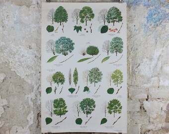 1974 British Broad Leaved Trees Poster, Lime, Plane, Whitebeam, Willow, Poplar, Aspen, flora, nature plant print, botanical wall art decor