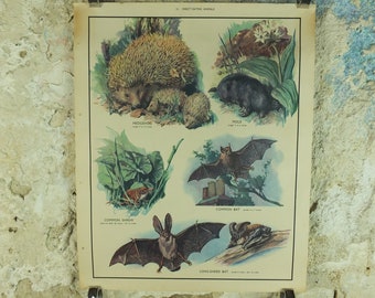 Original Vintage Macmillan Animals Nature Educational Poster Hedgehog Mole Common Shrew Bat Insect print wall art biology zoology 1950s