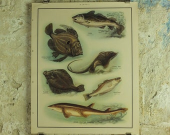 Original Vintage Macmillan Sea Fish Nature Educational Poster Cod John Dory Stingray Plaice Whiting Dogfish Ichthyology print wall art 1950s