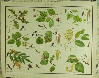 Original Vintage Macmillan Parts of Trees Educational Poster Oak elm ash beech birch print wall art Nature biology botany botanical 1950s
