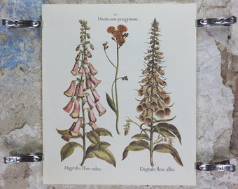 Botanical Posters