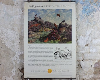 Vintage Shell Guide to Life on the Moor Poster, botanical and zoological, educational wall art by John Leigh Pemberton 1950s