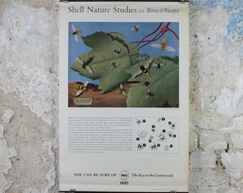 Vintage Shell Bees and Wasps Poster, zoological Melittology, Shell Nature Studies educational wall art decor by Tristram Hillier 1950s