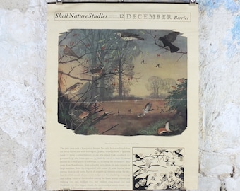 Vintage Shell Nature Studies, December Berries Poster, botanical school education, wall art decor by Maurice Wilson and Rowland Hilder