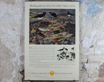 Vintage Shell Guide to Life on the Tide Line Poster, seaside, botanical and zoological, educational wall art by John Leigh Pemberton 1950s