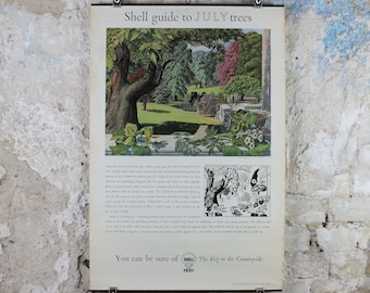 Vintage Shell Guide to July Trees Poster, botanical school education, wall art decor by S.R. Badmin 1950s