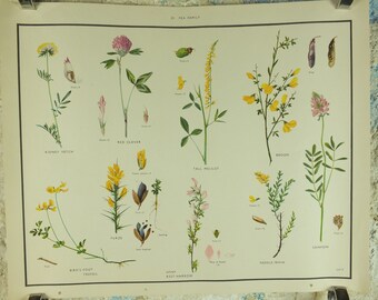 Original Vintage Macmillan Wild Flowers Pea Educational Poster Clover Broom Melilot print wall art Nature biology botany botanical 1950s