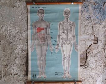 Original Vintage St Johns Ambulance Wall Chart human powder blue poster anatomical anatomy biology body medicine doctor wall art retro 1950s