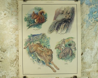 Original Vintage Macmillan Animals Nature Educational Poster Gnawing Red Gray Squirrel Hare Rabbit Grey print wall art biology zoology 1950s