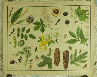 Original Vintage Macmillan Parts of Trees Educational Poster Chestnut Walnut Fir larch print wall art Nature biology botany botanical 1950s
