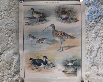 Original Vintage Macmillan Birds Nature Educational Poster redshank snipe dunlin curlew lapwing sandpiper print wall art ornithology 1950s