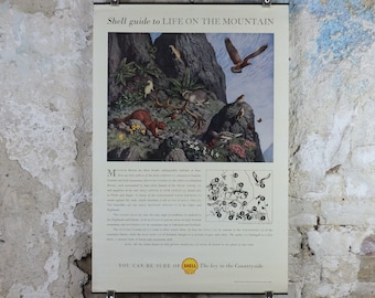 Vintage Shell Guide to Life on the Mountain Poster, botanical and zoological, educational wall art by John Leigh Pemberton 1950s