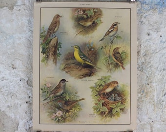 Original Vintage Macmillan Birds Nature Educational Poster Flycatcher Winchat Chiff Chaff Blackcap Warbler print wall art ornithology 1950s