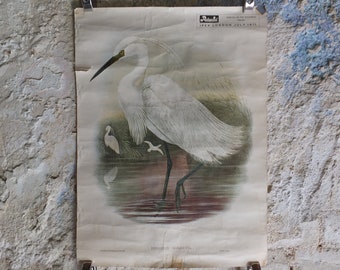 Vintage John Gould Birds Heron Herodias Garzetta Little Egret Ipex London Poster rotaprint exhibition wall art retro 1970s 1971