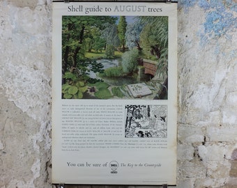 Vintage Shell Guide to August Trees Poster, botanical school education wall art by S.R. Badmin 1950s