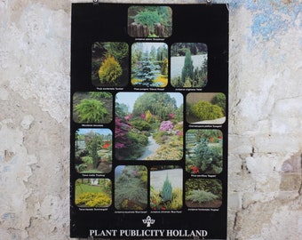 Botanical Dutch Poster, Plant Publicity Holland, Juniperus, Taxus, Thuja, wall art 1980s