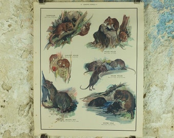 Original Vintage Macmillan Animals Nature Educational Poster Gnawing Mouse Mice Vole Rat Wood Harvest print wall art biology zoology 1950s