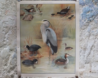 Original Vintage Macmillan Birds Nature Educational Poster Heron Dipper Moorhen Coot Great Creasted Grebe print wall art ornithology 1950s