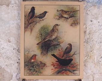 Original Vintage Macmillan Birds Nature Educational Poster Starling Missel Song Thrush Blackbird Robin print wall art ornithology 1950s