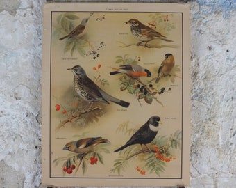 Original Vintage Macmillan Vögel Natur Lehrposter White Throat Redwing Fieldfare Hawfinch Ring Druck Wand Kunst Ornithologie 1950er Jahre