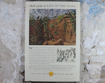 Vintage Shell Guide to Life on the Wall Poster, botanical and zoological, educational wall art by John Leigh Pemberton 1950s
