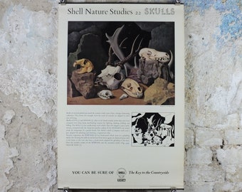 Vintage Shell Skulls Poster, zoological bone and skeleton, educational wall art by Tristram Hillier 1950s