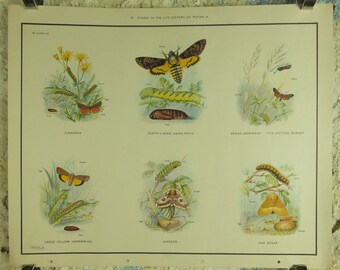 Original Vintage Macmillan Moths Nature Educational Poster Cinnebar Emperor Oak Eggar Broad Boardered Hawk print wall art 1950s
