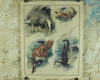 Original Vintage Macmillan Animals Nature Educational Poster Carnivores Fox Badger Stoat Otter print wall art biology zoology 1950s