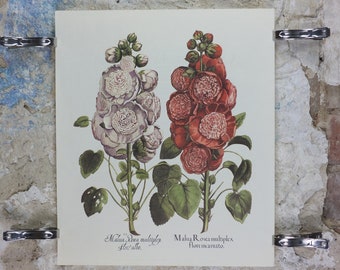 Vintage Hollyhock Poster, Malua Rosea Multiplex, Besler, Basilius. Rudolf Kosow Hortus Eystettensis, wall art retro decor 1970s reproduction