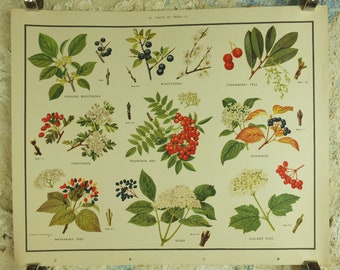 Original Vintage Macmillan Parts of Trees Educational Poster Ash Buckthorn Dogwood print wall art Nature biology botany botanical 1950s