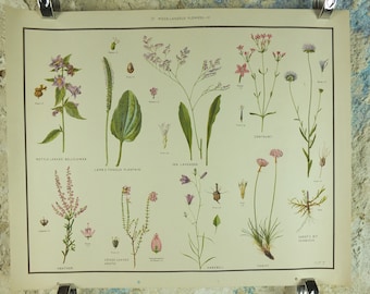 Original Vintage Macmillan Wild Flowers Educational Poster Lavender Heather bellflower print wall art Nature biology botany botanical 1950s
