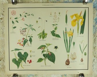 Original Vintage Macmillan Wild Flowers Educational Poster Daffodil Snowdrop Yellowflag print wall art Nature biology botany botanical 1950s