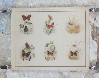 Macmillan Butterflies Poster, Peacock, Painted Lady, Common Blue, Red Admiral, Meadow Brown, Nature Educational print all art 1950s