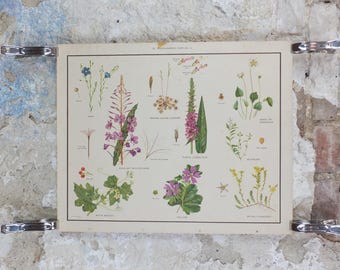 Macmillan Wildflowers Poster, Sundew, Mallow, Flax, Milkwort, White Bryony, Educational print wall art Nature biology botany botanical 1950s