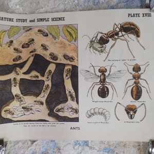 Original Vintage britischen pädagogische Poster Ameisen Anthill Fauna Flora Natur Pflanze Druck Wandkunst botanische 1950er Jahre
