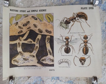Original Vintage British Educational Poster Ants Anthill fauna flora nature plant print wall art botanical 1950s