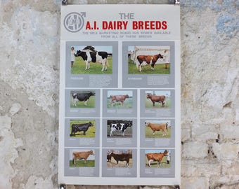 1970s Dairy Cattle Poster, Cow breeds from the UK Milk Marketing Board, Friesian, Ayrshire, A.I. wall art decor