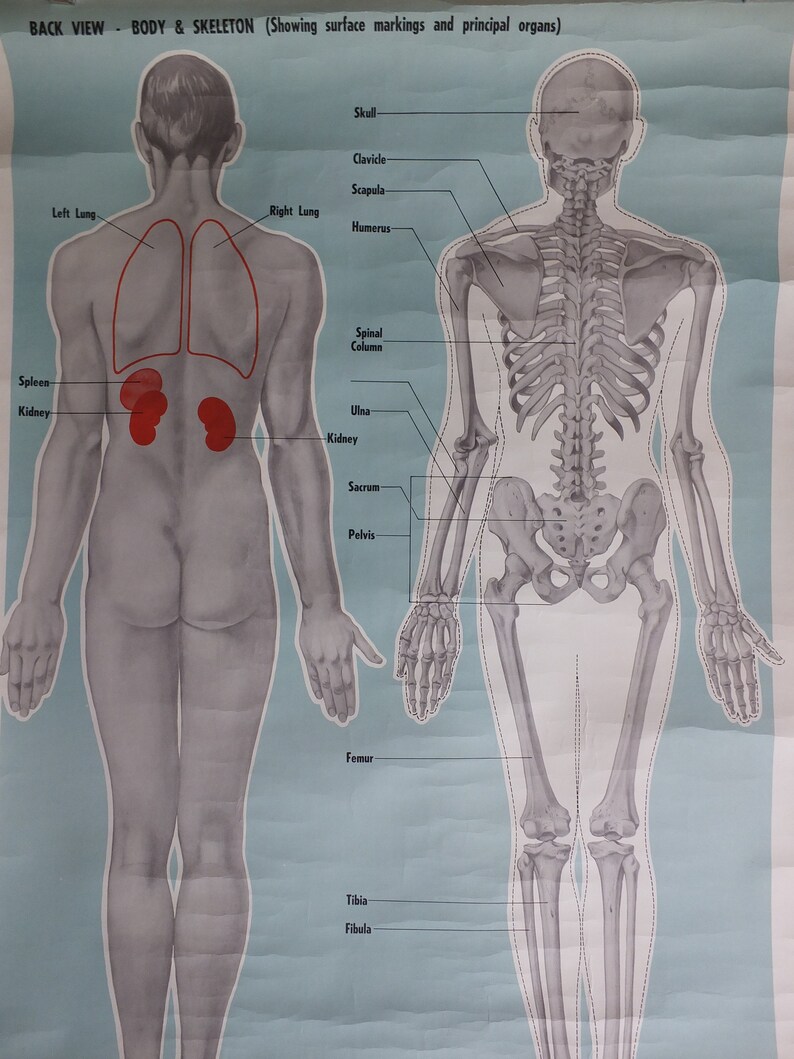 John Body Structure Original Vintage St Johns Ambulance Wall Chart Human Powder Blue Poster ...