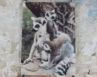 1980s Ring-tailed Lemurs Poster, from Blackpool Zoo, zoology and fauna, wall art decor