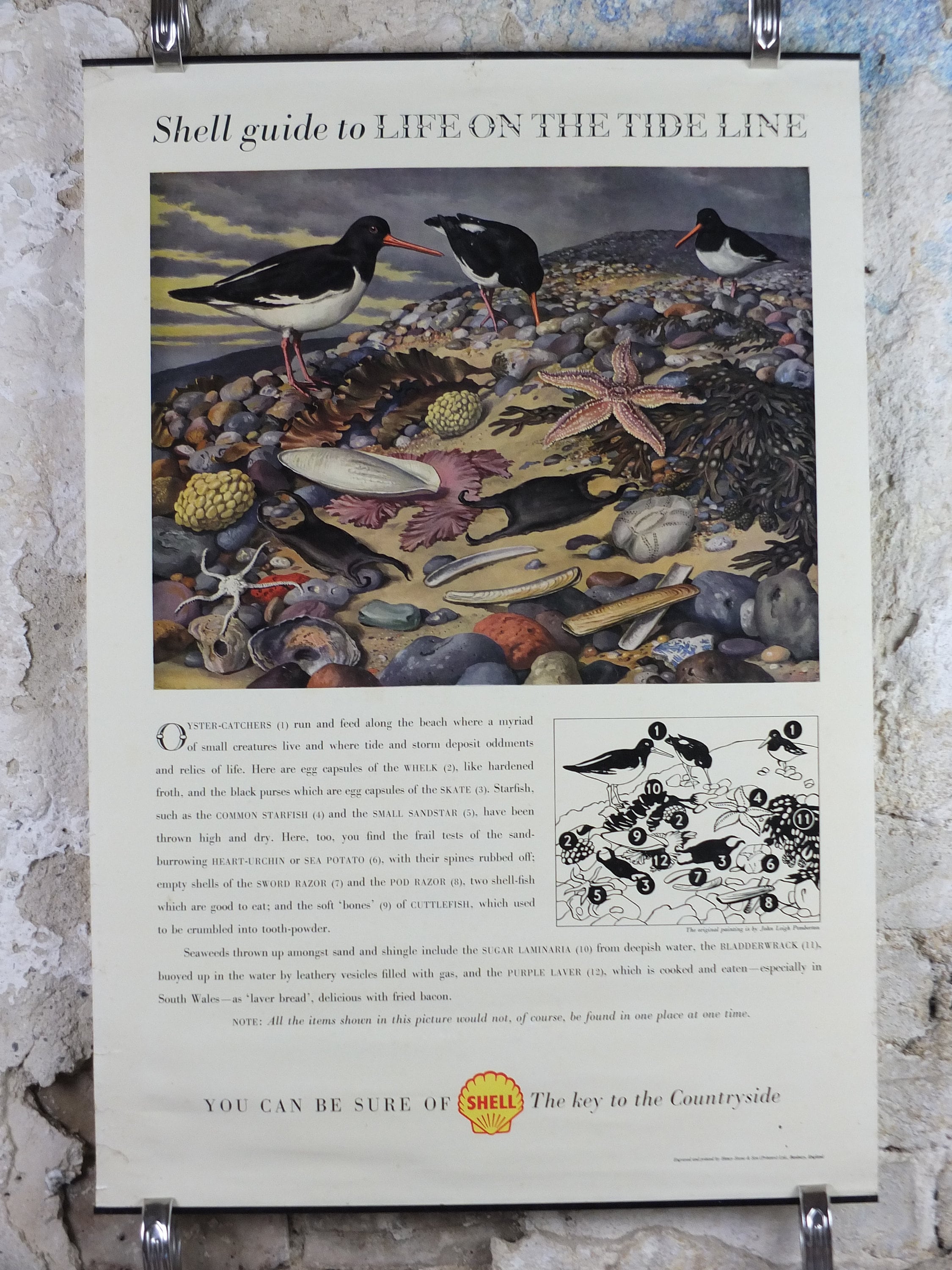 Vintage Shell Guide To Life On The Tide Line Poster Bord De Etsy France
