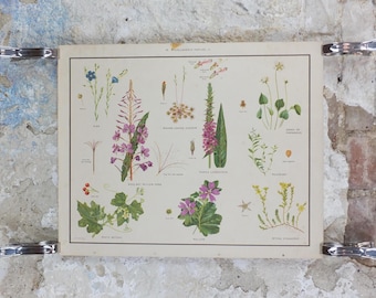 Macmillan Figwort Family Poster, Foxglove, Toadflax, Figwort, Eyebright, Educational print wall art Nature biology botany botanical 1950s