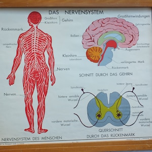Poster vintage della scuola tedesca Rossignol, muscoli del corpo umano, scheletro, sistema nervoso, cervello, anatomia, arte medica, parete bifacciale, retrò
