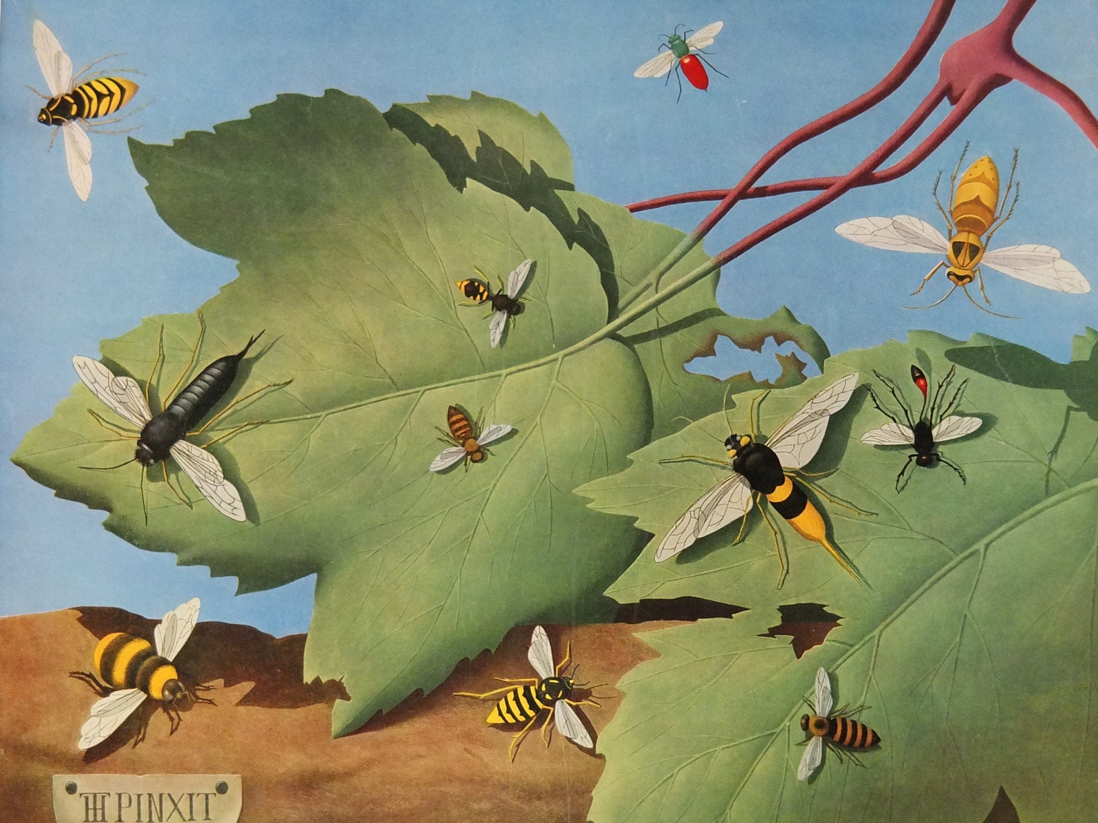 Vintage Shell Bees and Wasps Poster, Zoological Melittology, Shell ...
