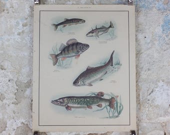 Macmillan Fresh Water Fish Poster, Trout, Perch, Minnow, Stickleback, Pike, Ichthyology, Nature Educational print wall art 1950s