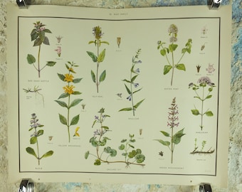 Original Vintage Macmillan Wild Flowers Mint herb Educational Poster nettle majoram ivy print wall art Nature biology botany botanical 1950s