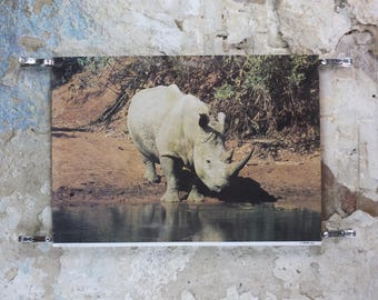 1970s White Rhino Poster, White Rhinoceros, waterhole in the African savannah, wall art decor