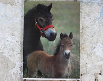1970s Exmoor Pony and Foal Poster, Exmoor National Park, horses, wall art decor