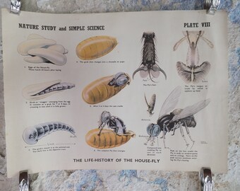 Original Vintage British Educational Poster Life History of a House Fly fauna flora nature plant print wall art botanical 1950s