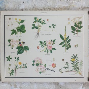 May include: Vintage botanical print featuring detailed illustrations of various plants, including wild strawberry, dog rose, and crab apple. The print showcases a variety of plant species with their scientific names, set against a cream-colored background with a black border.