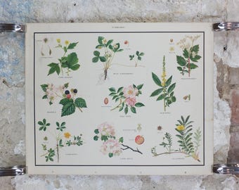Macmillan Rose Family Poster, Dog Rose, Agrimony, Bramble, Crab Apple, Educational print wall art Nature biology botany botanical 1950s